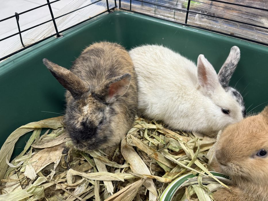 Кролики МИНИ (800 грамм) малыши