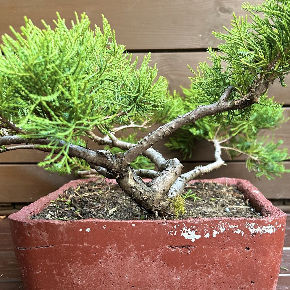 Jakowiec chinski bonsai w recznie wykonanej betonowej donicy