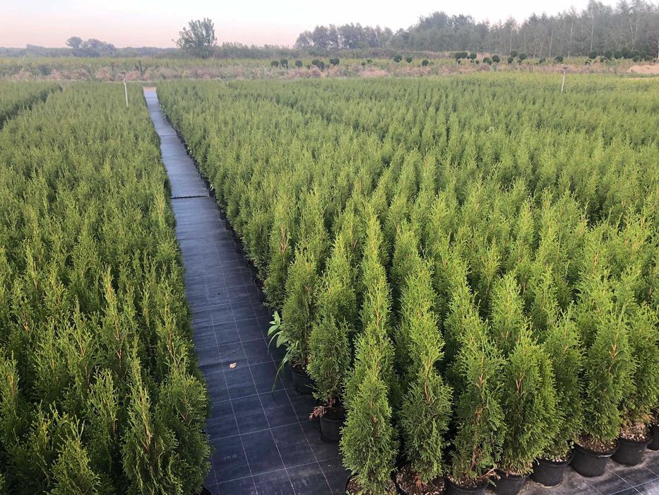 tuja szmaragd piękna gęsta sadzonka premium doniczka 3l 70-100cm