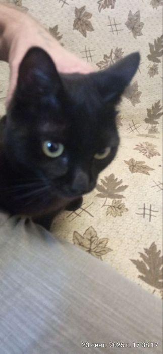 Домашняя кошка умерла хозяйка