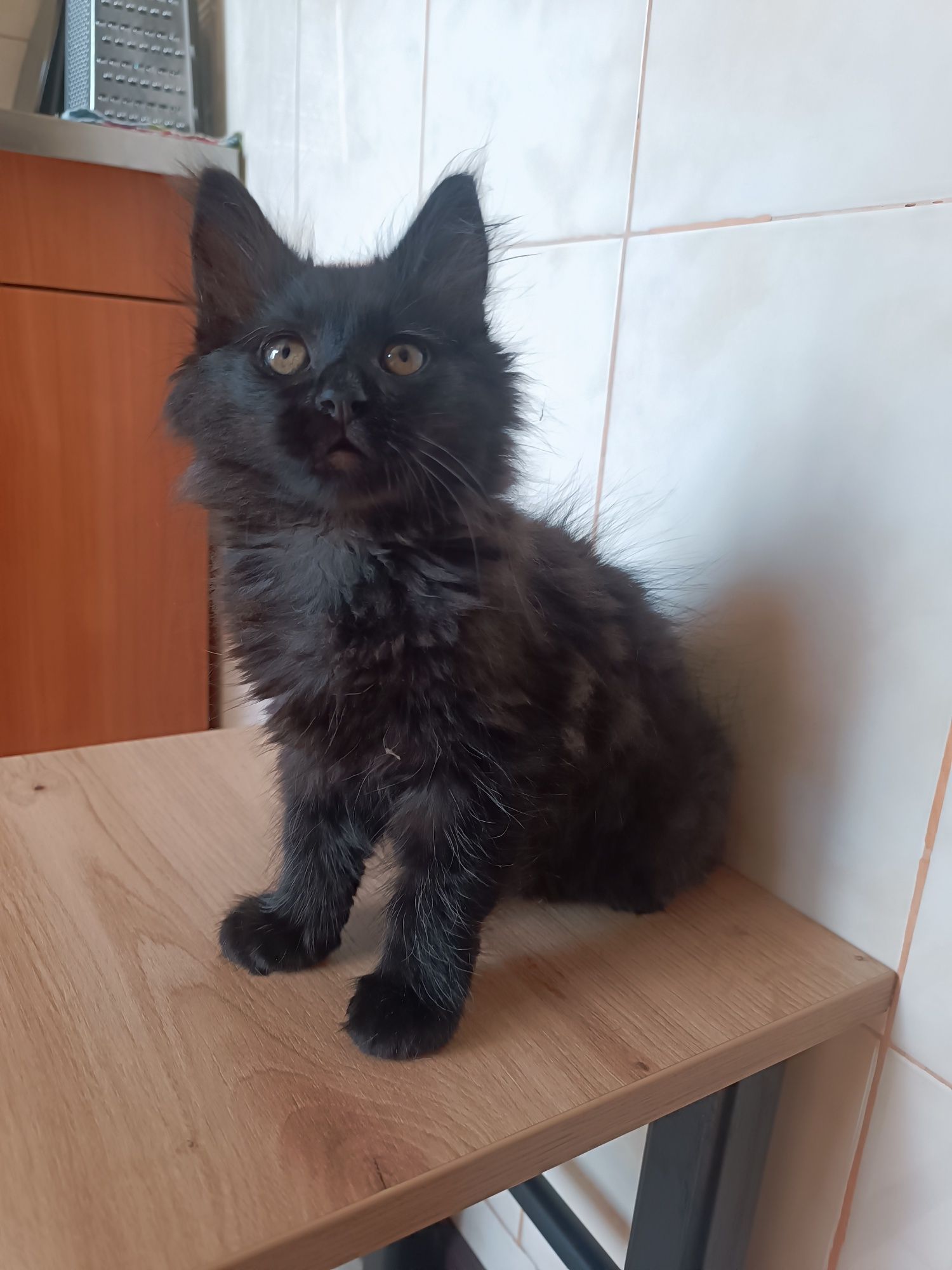 Котенок в хорошие руки