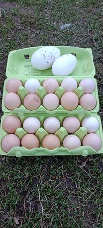 Jaja wiejskie kurze i gęsie