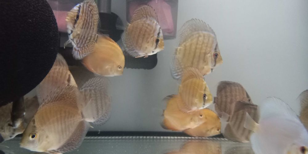 GB Dyskowce blue diamond 4 - 4.5cm