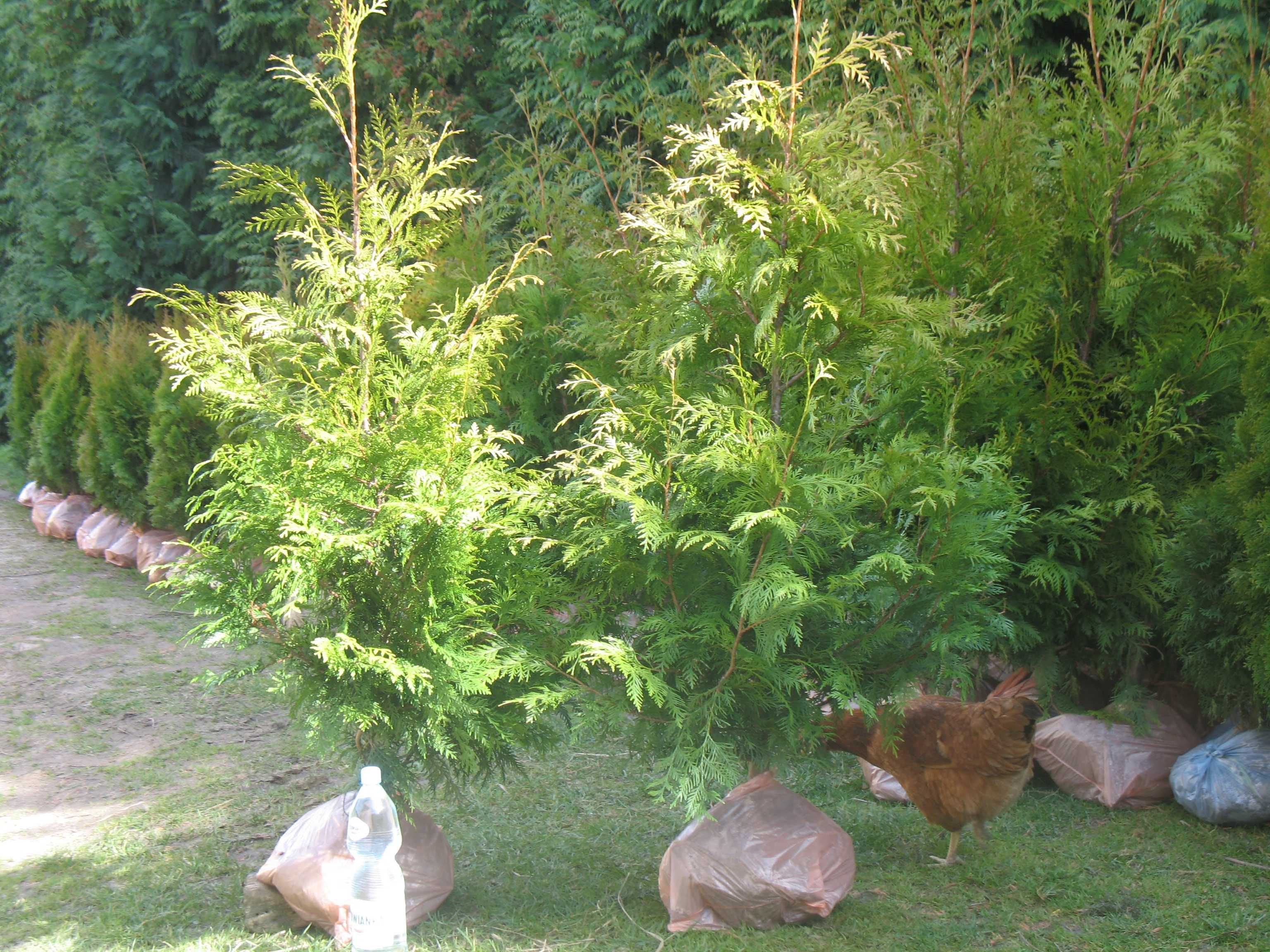 Tuja Brabant 120 cm (tuje, thuje, krzewy ozdobne, iglaki)