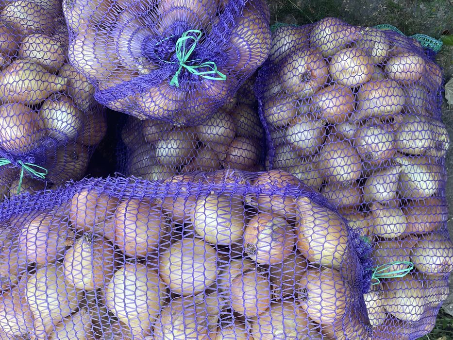 Продам цибулю оптом,дуже смачна та соковита , довго зберігається.