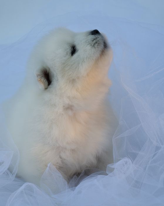 Samoyed szczeniak
