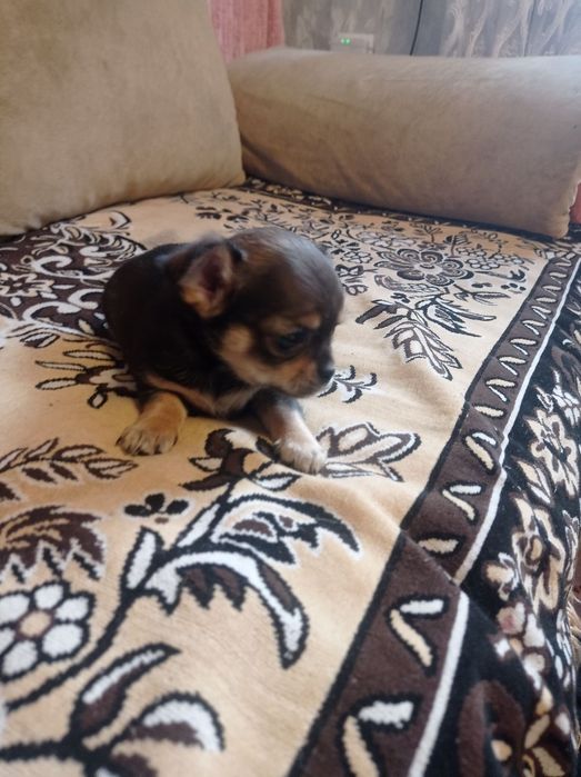 Мальчик чихуахуа  мини