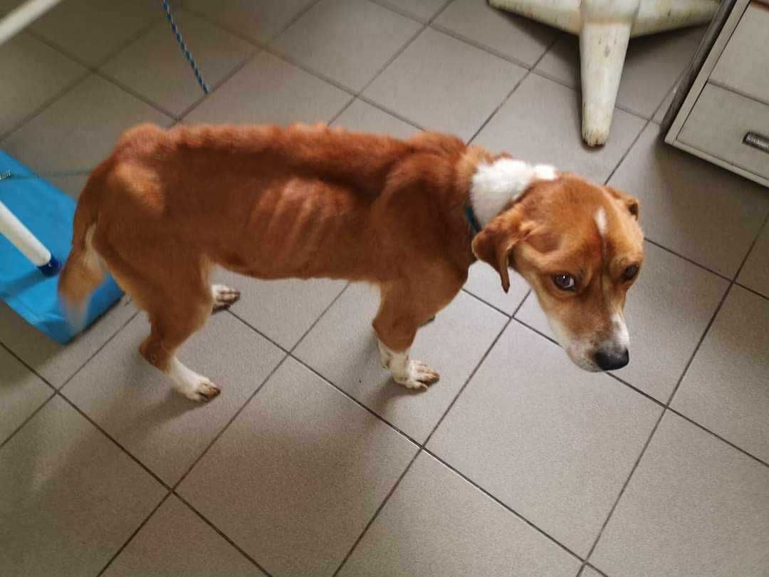 Laki - cudny psiak do adopcji Szczecin / Choszczno