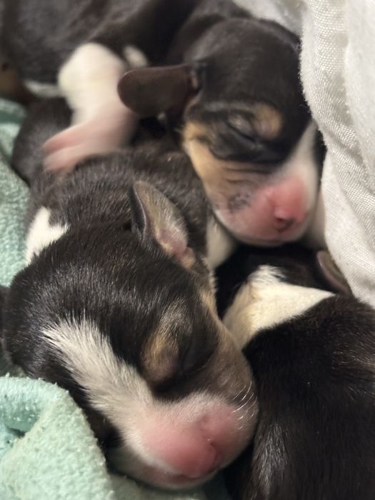 Бігленнята, бігль цуцення