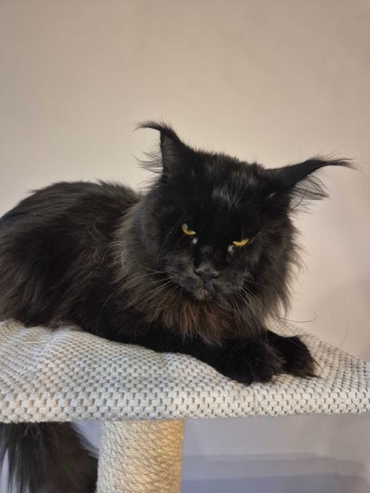 Sprzedam śliczną szylkretkę Maine coon