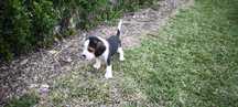 beagle criado em ambiente familiar disponível para entrega imediata d