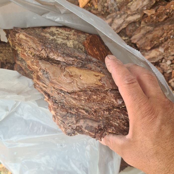 Kora sosnowa gruba frakcja 60 l