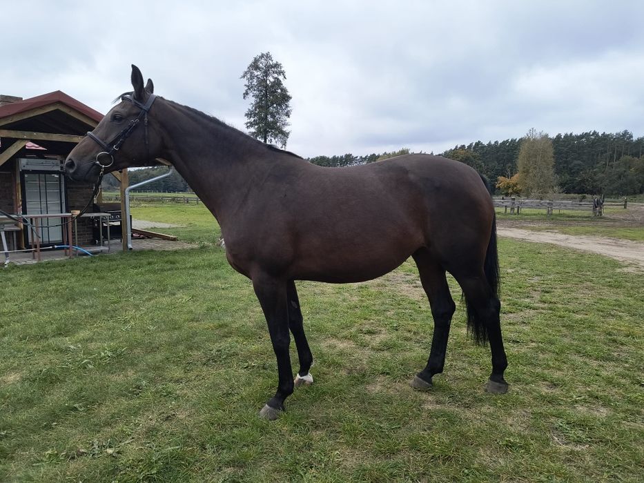 5 letnia gniada klacz AES koń sportowy