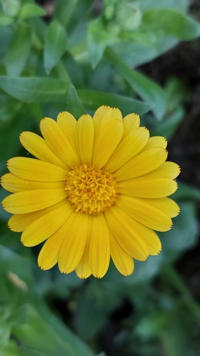 Календула нагідки квіти рослини