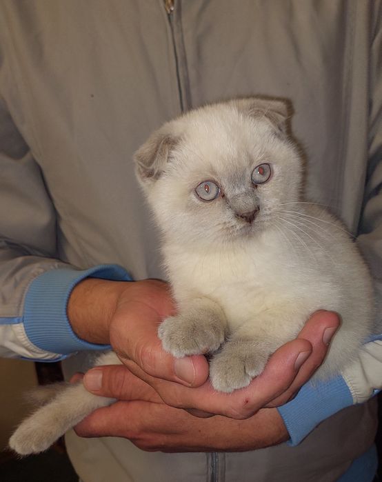 Чистокровная Девочка Скоттиш фолд.