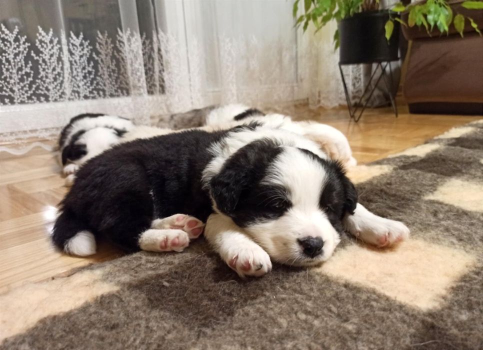 Szczenię Border Collie suczka ZKwP