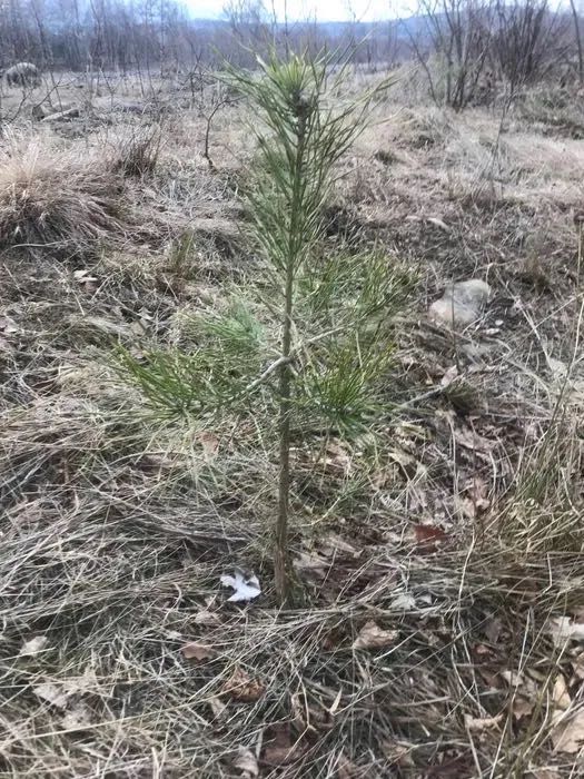 Вічнозелене і хвойне дерево