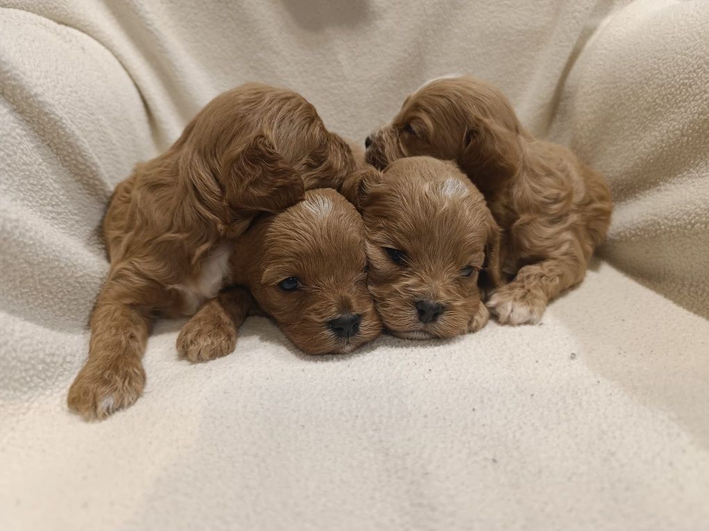 Cavapoo, sliczny zarezerwuj
