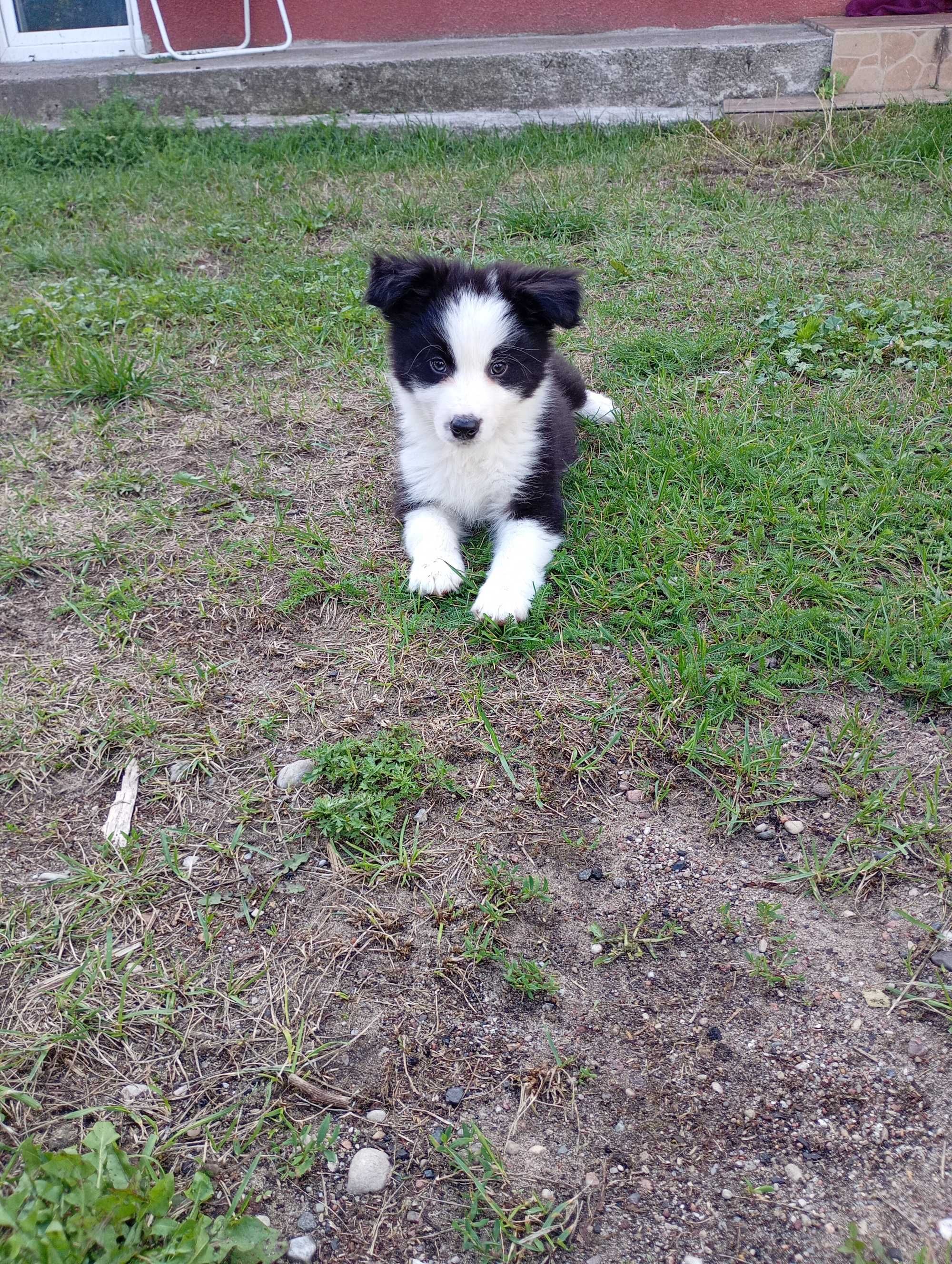 Border Collie szczeniaczek