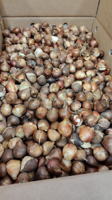 Jesienne cebulki tulipanów narcyzów narcyz tulipan mix kolorów zestaw