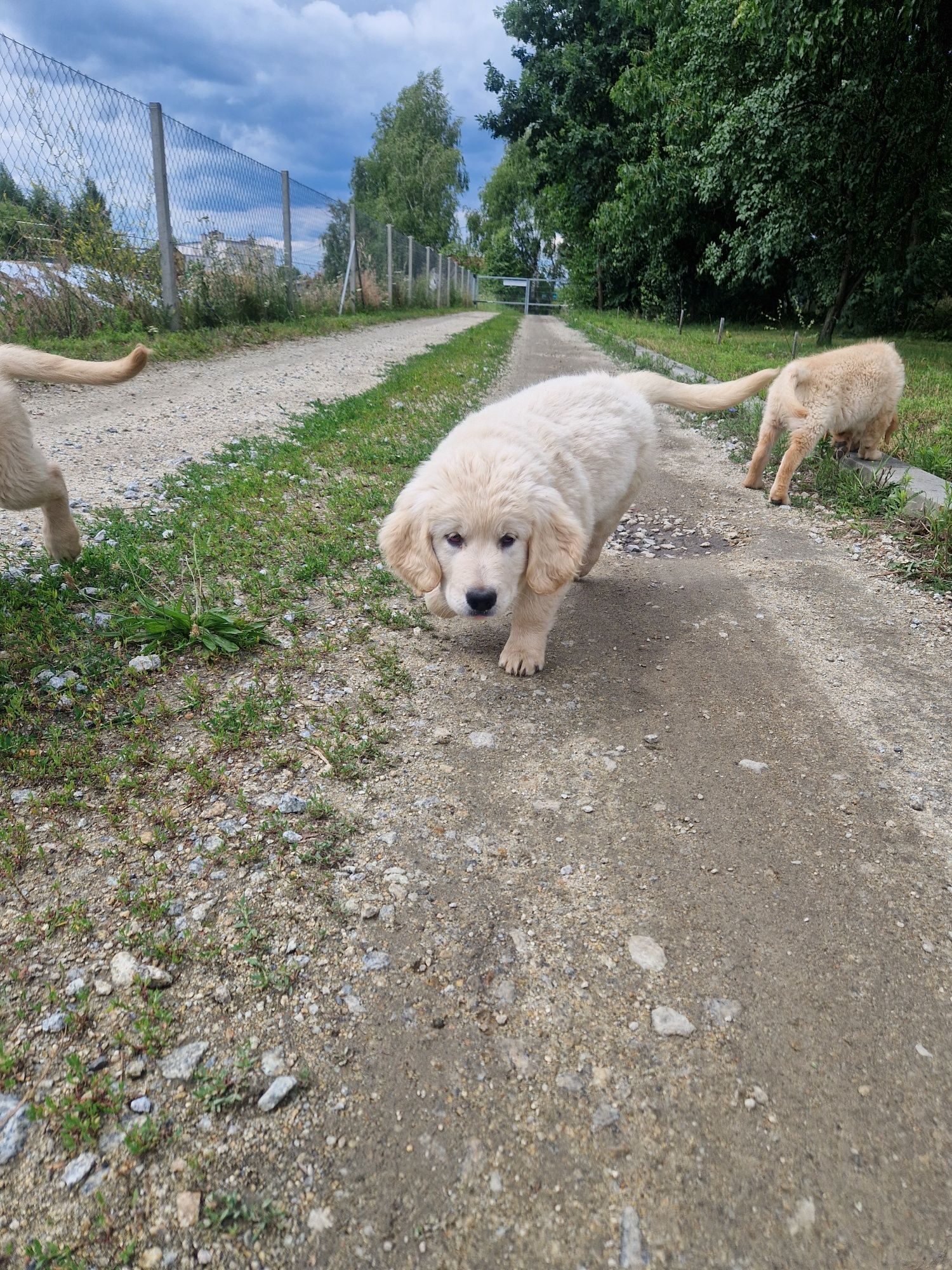 Samiec szczeniak golden retriever
