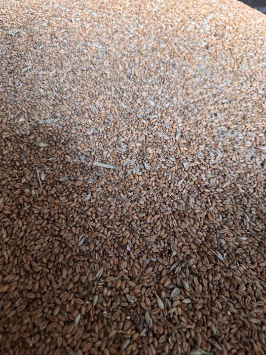 Sprzedam Pszenica Ozima Banatus po Centrali