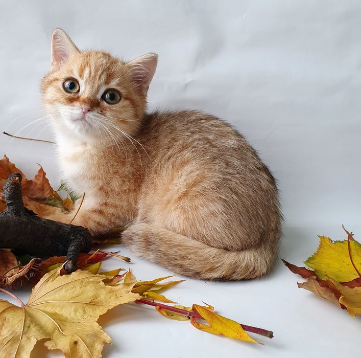 Киев. Британцы котята с зелеными, голубыми глазами в Киеве. Есть выбор