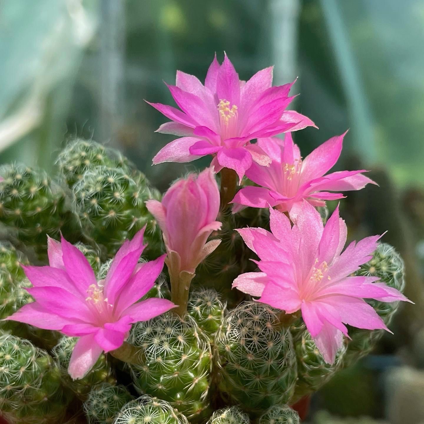 kolekcja ok 500 kaktusów: Lobivia, Echinocereus, Astrophytum i inne