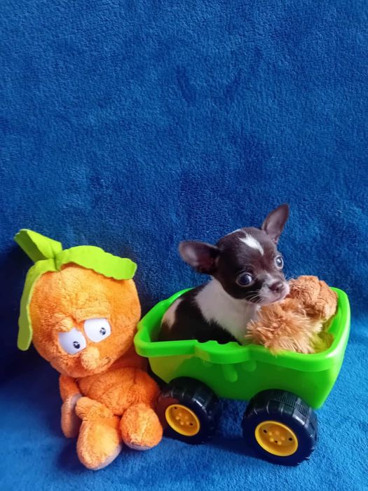 Chihuahua mini biało czekoladowa krówka.