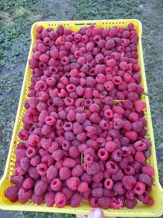 Саджанці малини ПОЛАНА