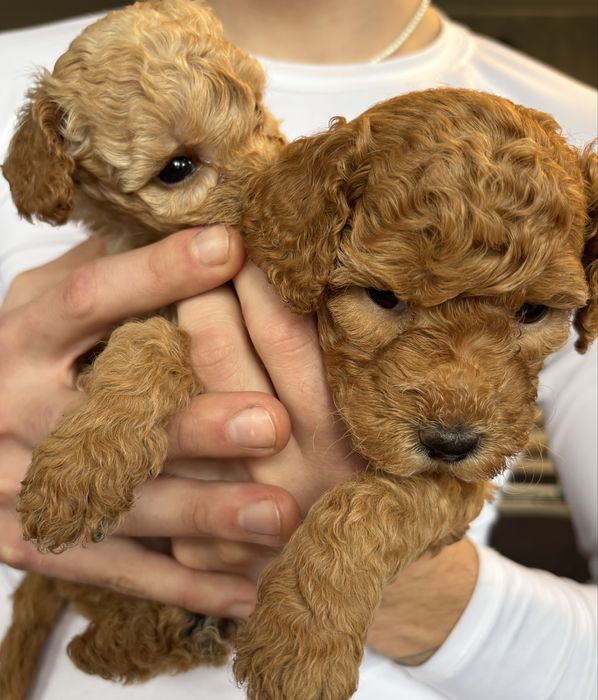 Bichpoo f1B Maltipoo Pudel Frispoo Bichon