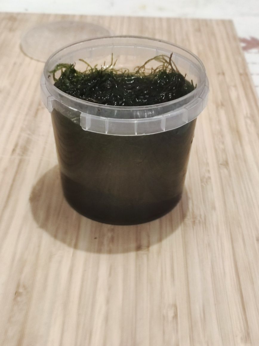 Musgo de java "Vesicularia sp."