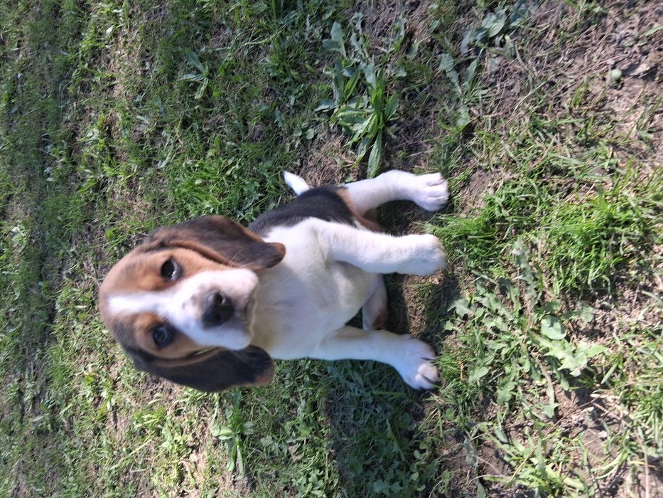 Szczeniak Beagle