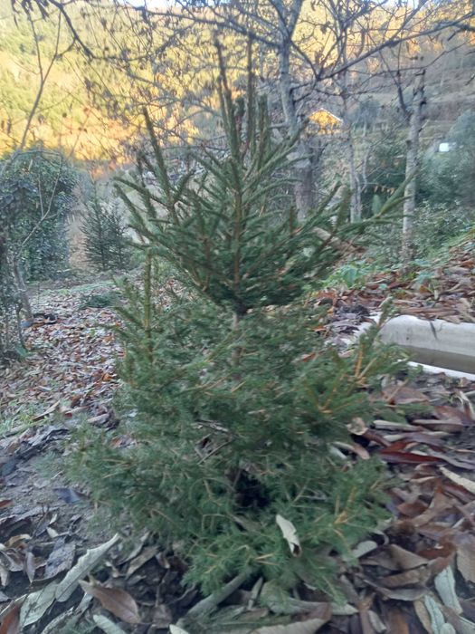 Árvore de Natal natural /Pinheiro de Natal