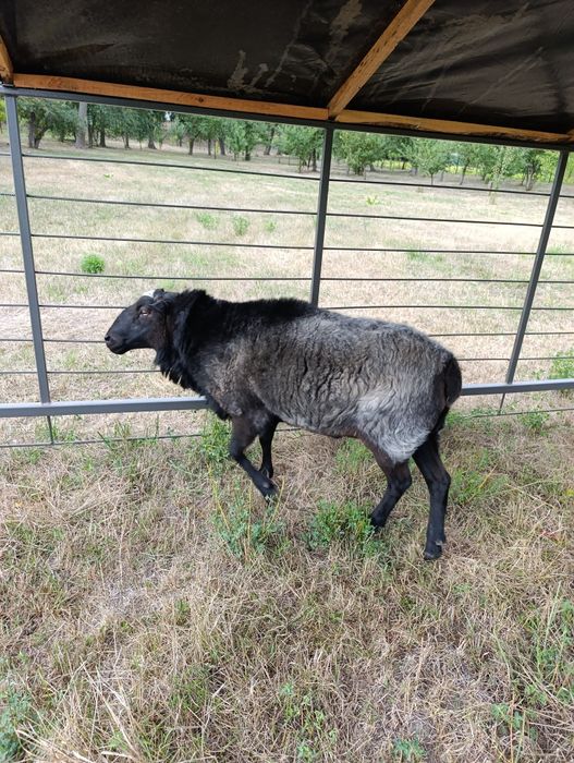 Продам барана романівська порода