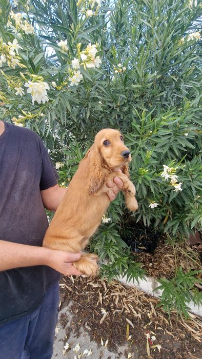 Cocker Spaniel Inglês Dourado Macho