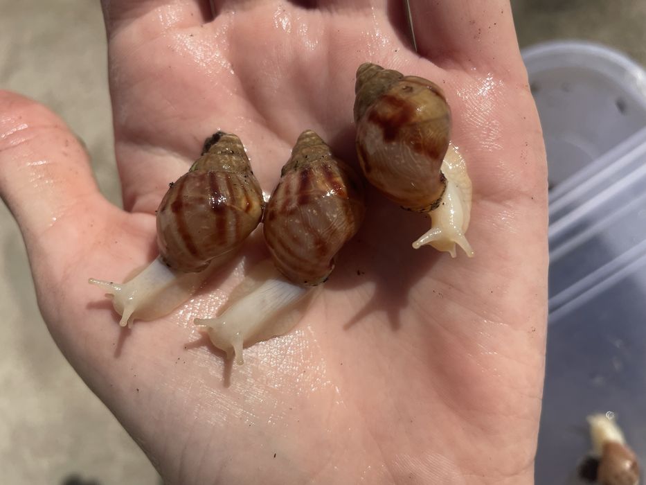 4 см малюки ахатини