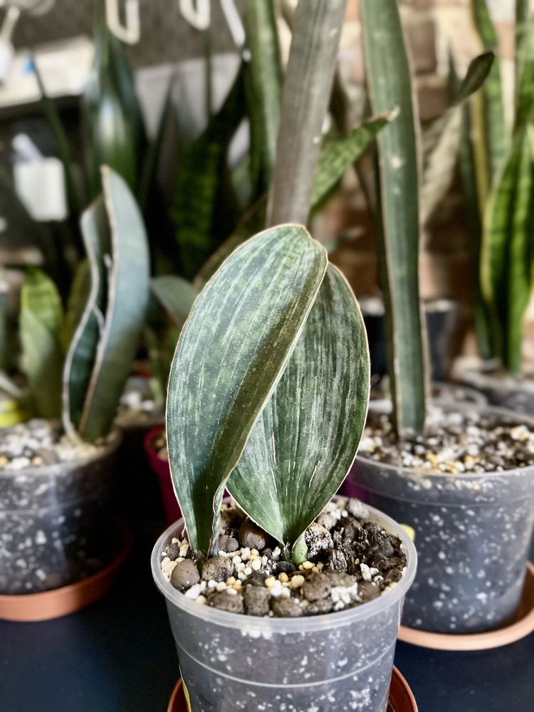 Sansevieria Masoniana Bowl Mutation Sansewieria kolekcjonerska