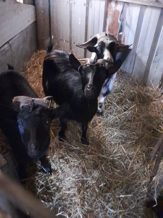 Vendo cabritas anãs em monte cordova,