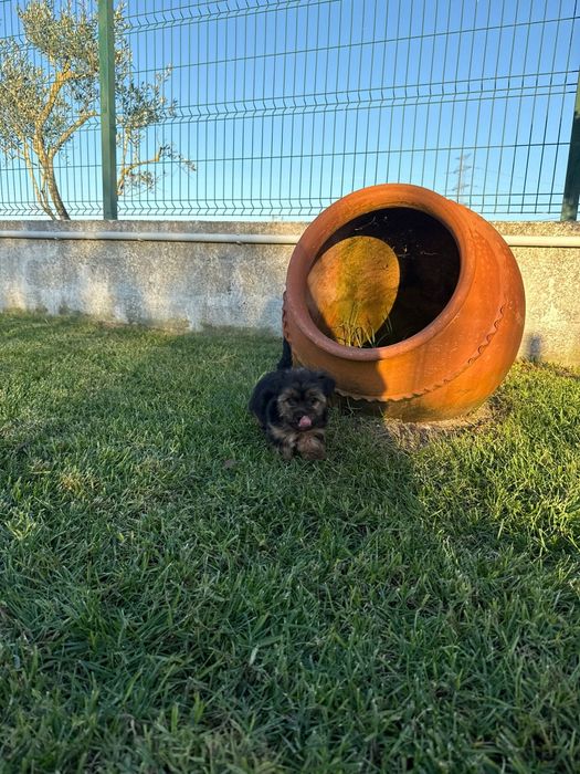 Yorkshire Terrier machinho