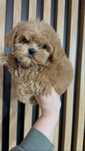Maltipoo F1, tata pudel toy ,mama maltańczyk Gotowy do odbioru