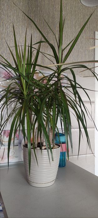 Драцена  в горшику