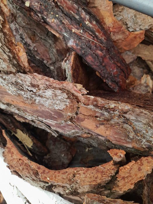 Casca pinheiro jardim