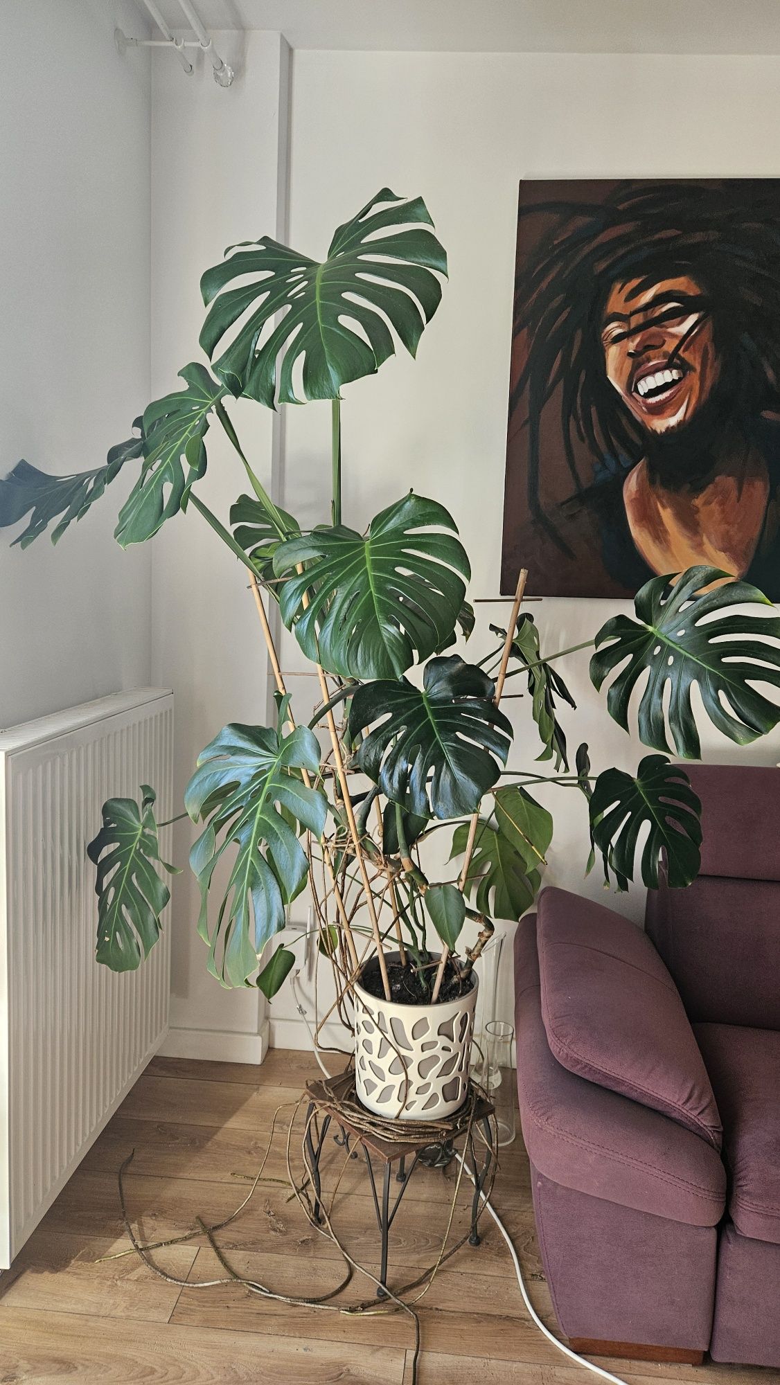 Monstera deliciosa 160 cm