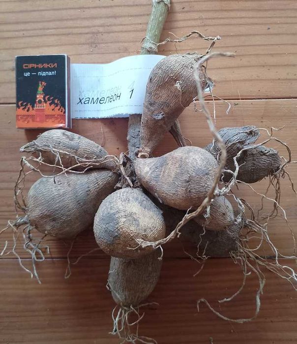 жоржини/георгини 1 (сорт хамелеон)