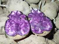 Ziemniaki truflowe fioletowe Violette sadzeniaki podkiełkowane