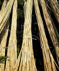 Tyczki bambusowe, pampasowe do pomidorów sadownicze 30 szt