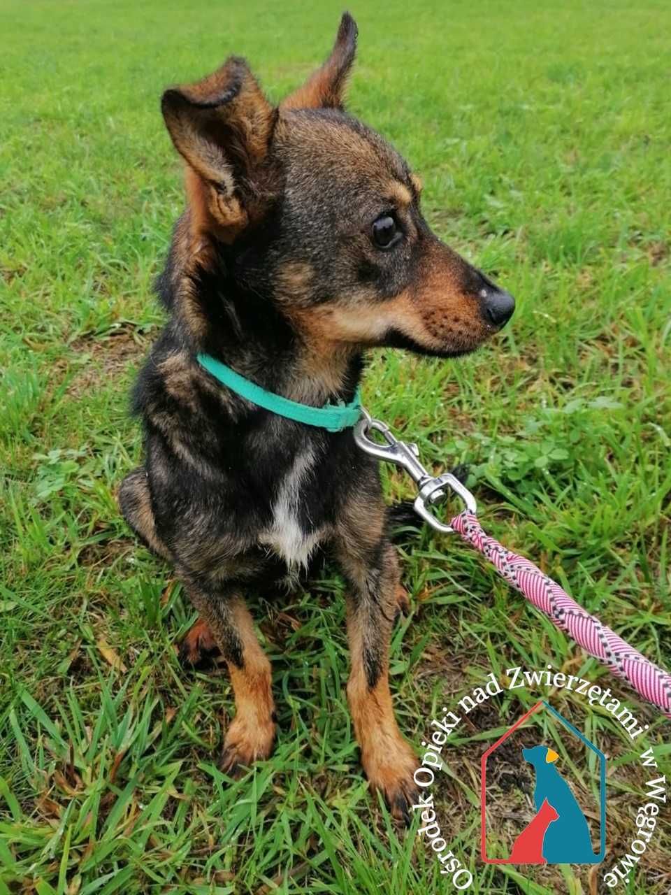 Waży tylko 7 kg i się boi - uratuj tego delikatnego maluszka !!!