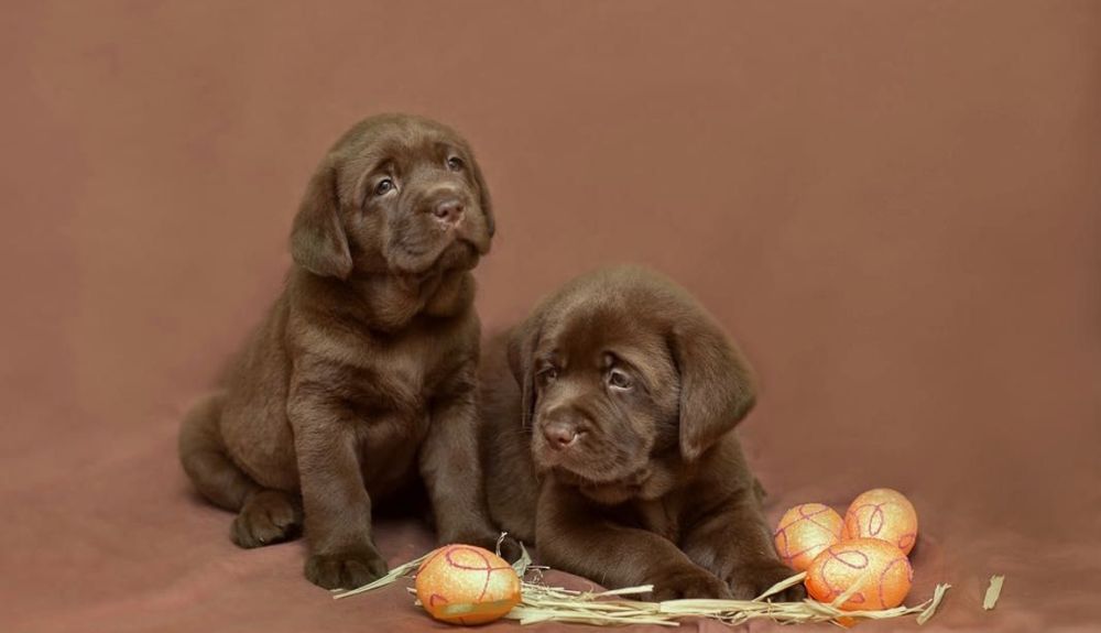 Мишки Лабрадор Ретривер щенки питомника с Доставкой оплата по факту