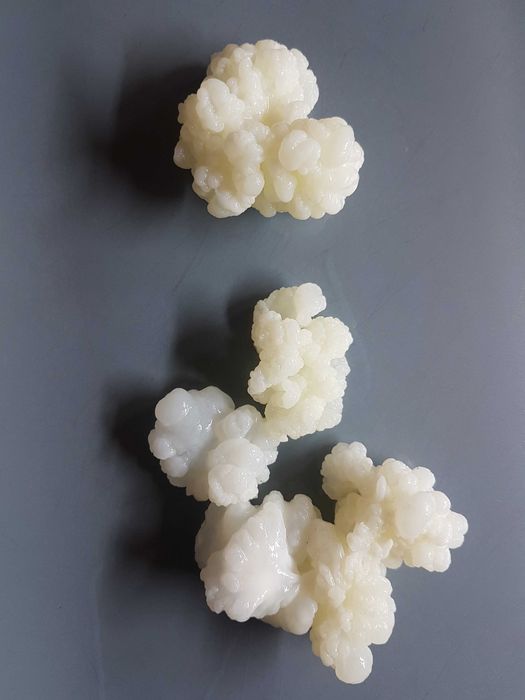 Grzybek Tybetański na domowy kefirek